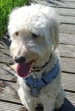 Ein Hund im Urlaub